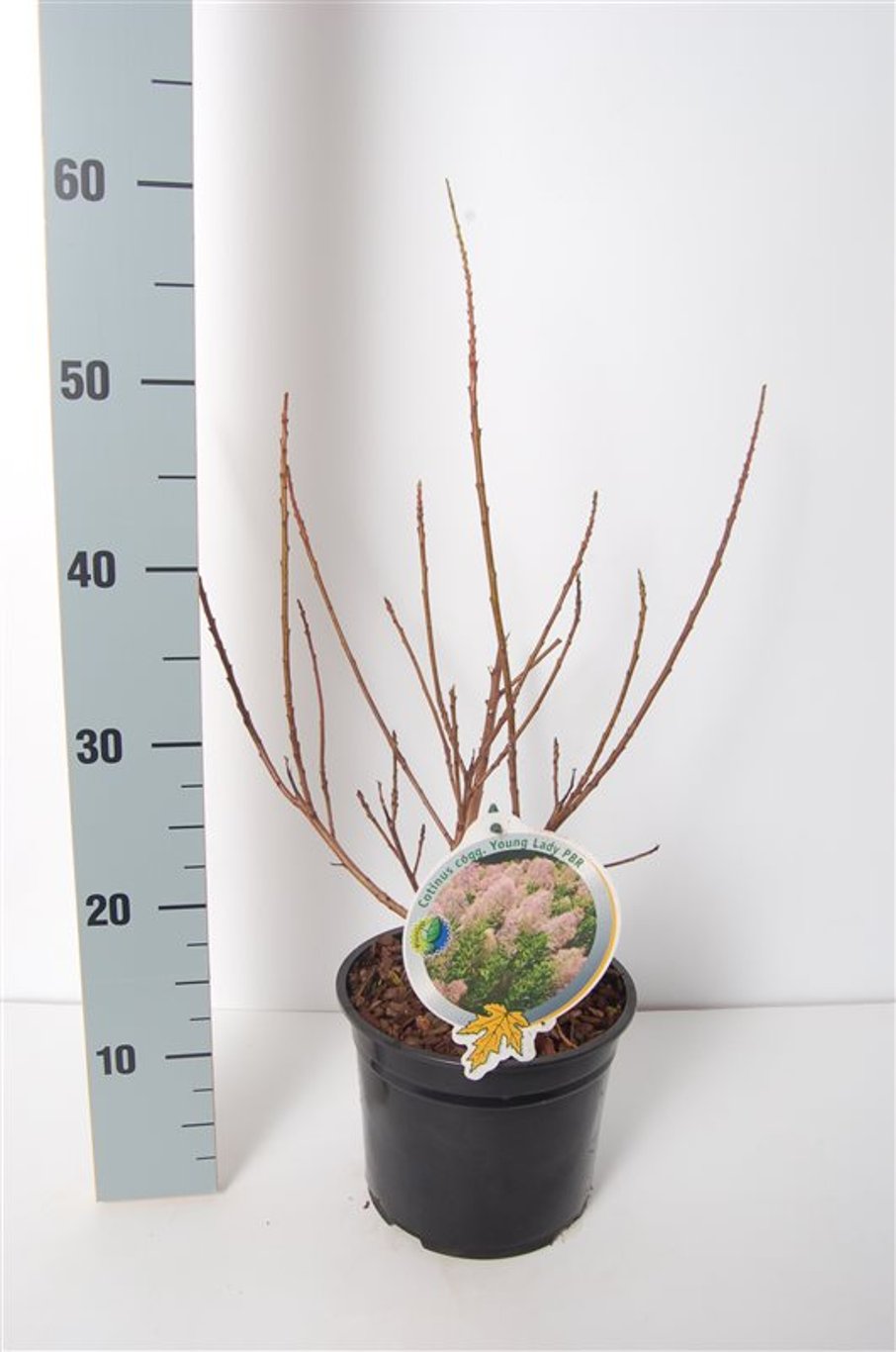 Cotinus cog. 'Young Lady' - C3 30-40 CM